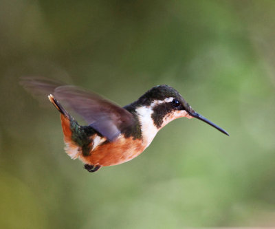 Purple-throated Woodstar - Calliphlox mitchellii