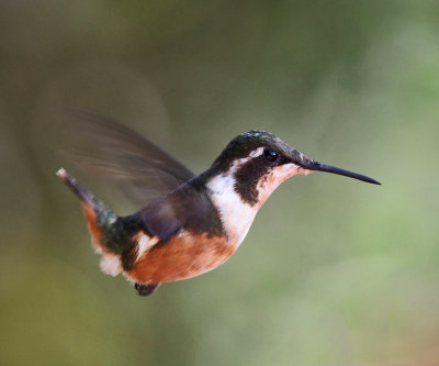 Purple-throated Woodstar - Calliphlox mitchellii