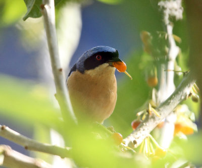 Fawn-breasted Tanager - Pipraeidea melanonota