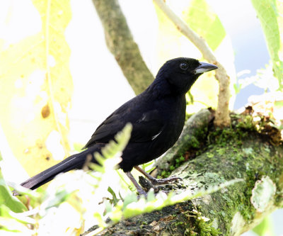 White-lined Tanager - Tachyphonus rufus