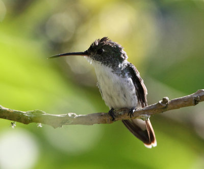 Andean Emerald - Amazilia franciae