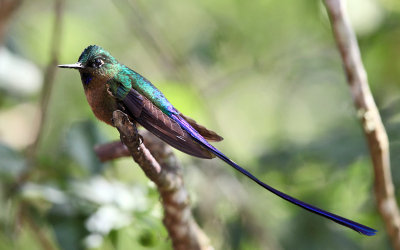 Violet-tailed Sylph - Aglaiocercus coelestis