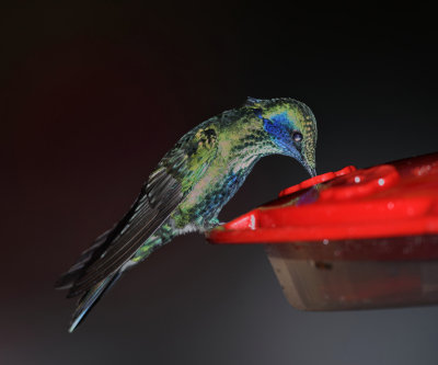 Sparkling Violerear - Colibri coruscans