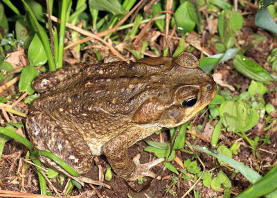 Giant Toad - Rhinella horribilis