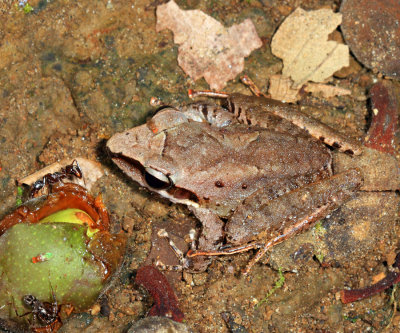 Longsnout Robber Frog - Craugastor longirostris