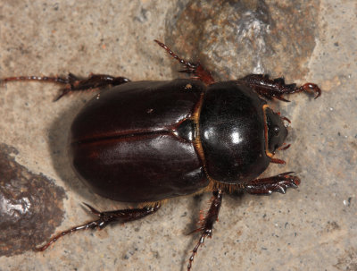 Rhinoceros Beetle - Dynastinae