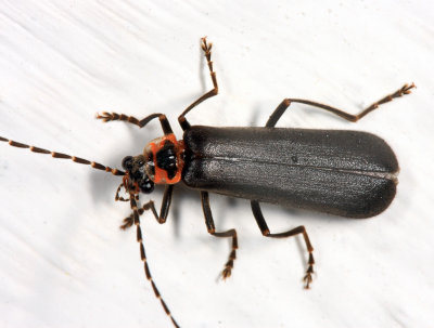Discodon sp.