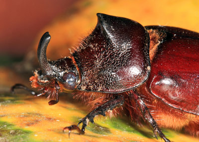 Ecuador Beetles