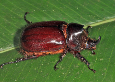 Rhinoceros Beetle - Heterogomphus sp.