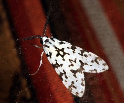 Eucereon tigrata