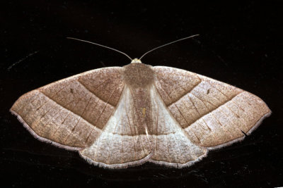 Cosmophyga privataria