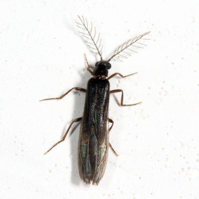 Glowworm Beetle - Phengodidae