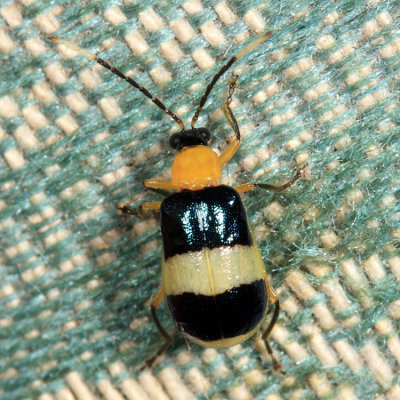 Diabrotica lucifera