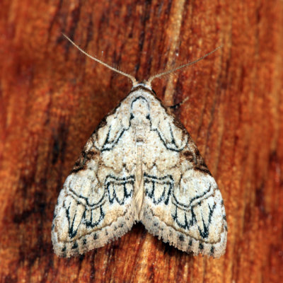 Meganola cf. bifiliferata