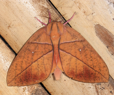 Rachesa breteuili (female)