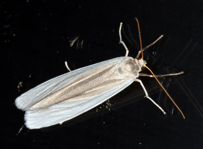 Agylla sp.