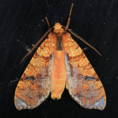 Graphea marmorea