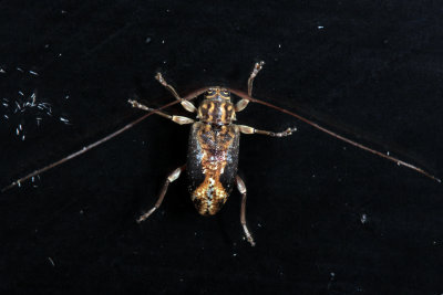 Atrypanius exilis