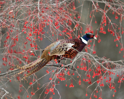 Ring-necked Pheasant Phasianus colchicus