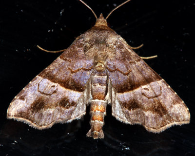 Cecharismena sp.