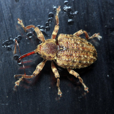 Conotrachelini