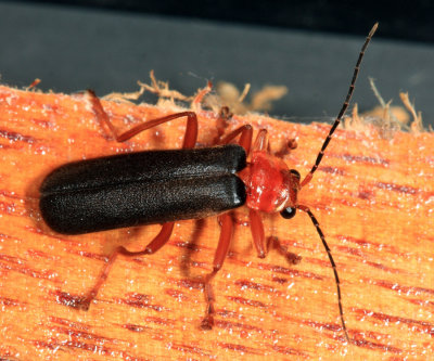 Discodon sp.