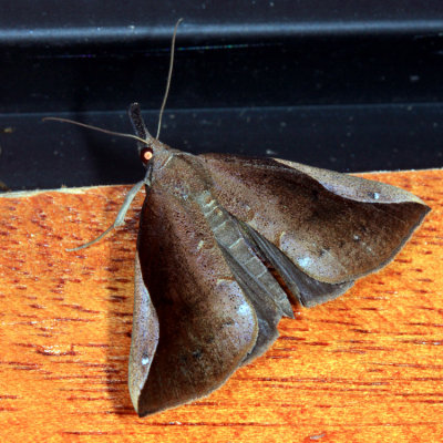 Hypena parialis