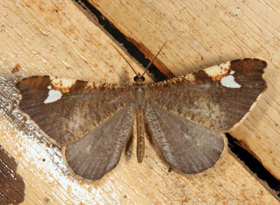 American Moth-Butterfly - Macrosoma subornata
