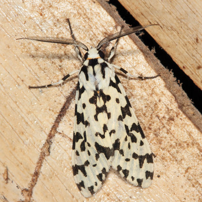 Eucereon tigrata