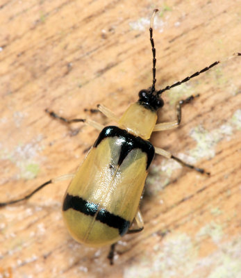 Diabrotica arcuata