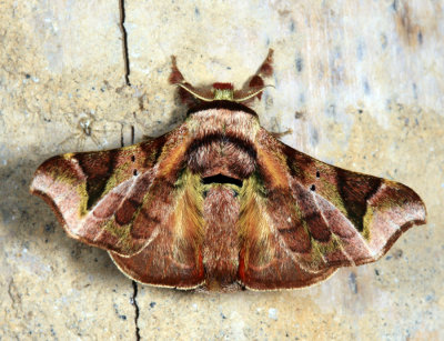 Quentalia cf. surynorta