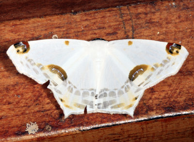 Sericoptera mahometaria