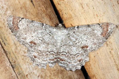Gray-tipped Lace Moth - Epimecis anonaria