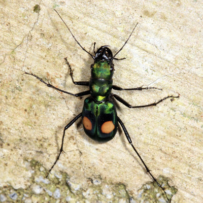 Pseudoxycheila sp.