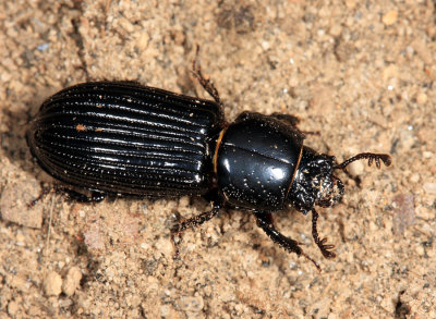 Odontotaenius sp.