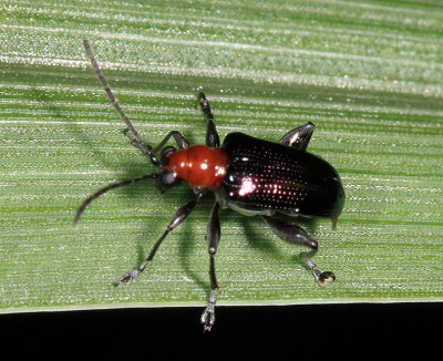 Oulema sp.