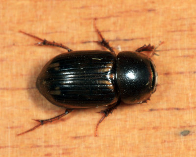 Aphodiinae