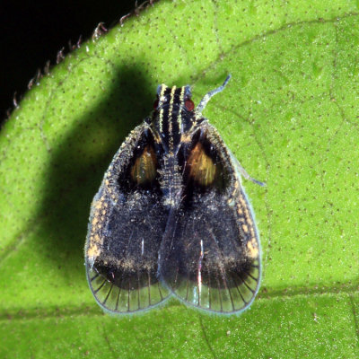 Cixiidae - Bothriocera sp.