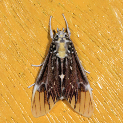 Scaptius vinasia