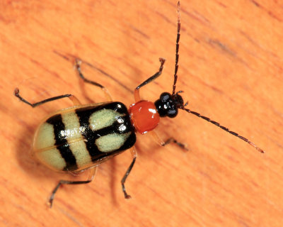Diabrotica sp.