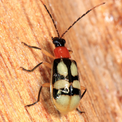 Diabrotica sp.