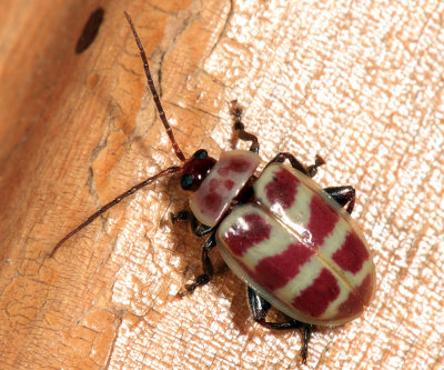 Alticini - Asphaera quadrifasciata