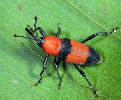 Rhodobaenus apicalis