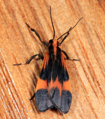 Lycomorphodes sp.