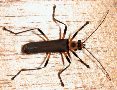 Chauliognathus sp.