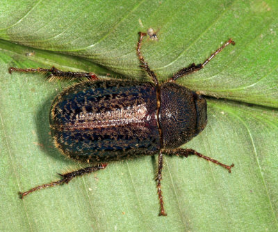 Phyllophaga sp.