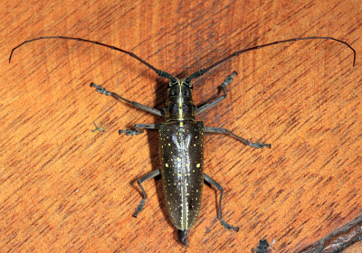 Taeniotes cf. naevius
