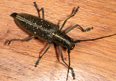 Taeniotes cf. naevius