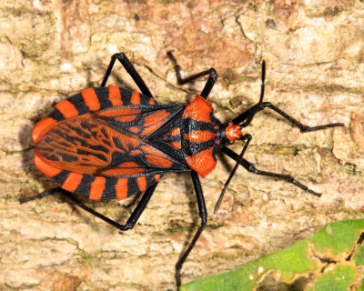 Ecuador Bugs