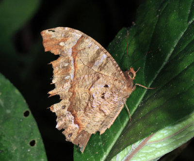 Antirrhea undulata